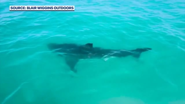 Fishermen spot 15-foot great white shark off Florida’s Space Coast