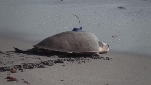 Florida’s Loggerhead Marinelife Center tracking 3-limbed Kemp’s ridley turtle at sea by satellite