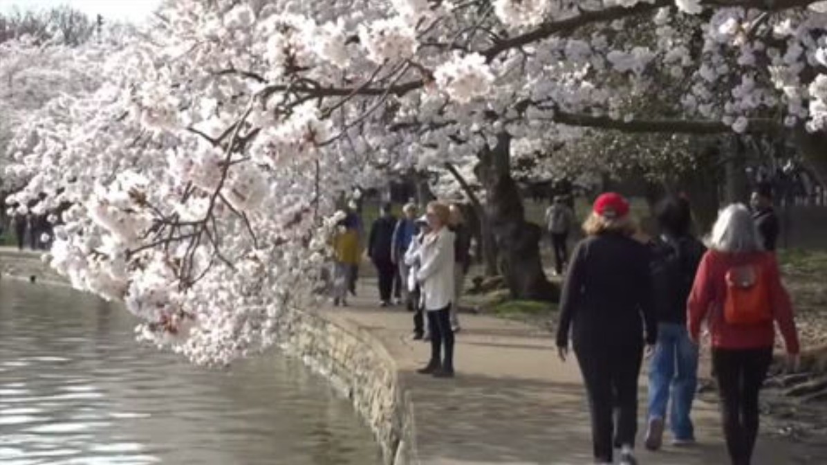 Washington’s cherry blossoms hit peak bloom, sending a fleeting burst of pink across the capital