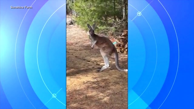 Chesney the kangaroo scales tall fence and flees petting zoo for three days on the lam
