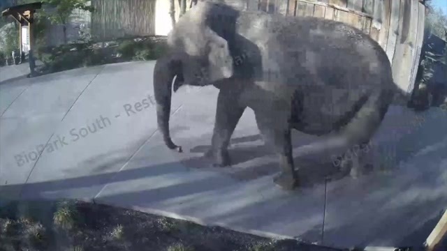 Alice the Elephant returned to Albuquerque BioPark Zoo after weekend escape