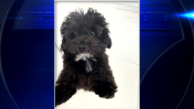 Thief stole Bentley with owner’s poodle mix puppy inside, police say