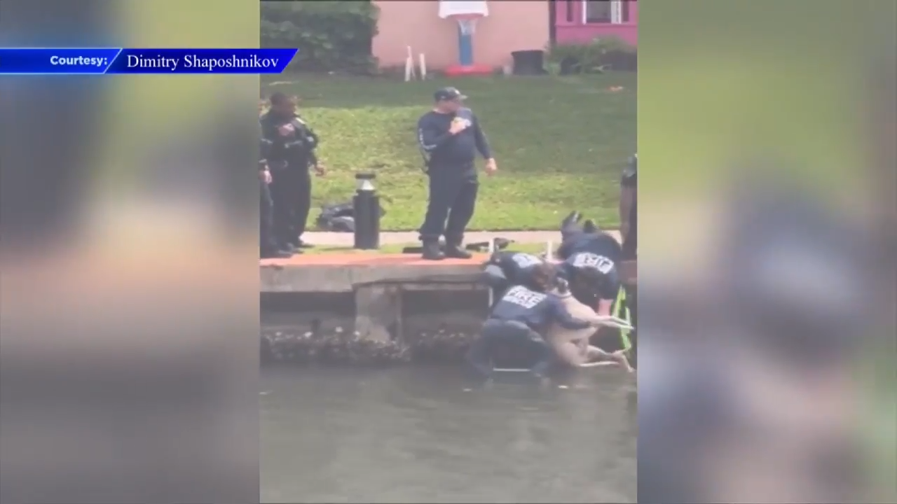 Dog, owner pulled out of canal in Hallandale Beach after both fell during walk