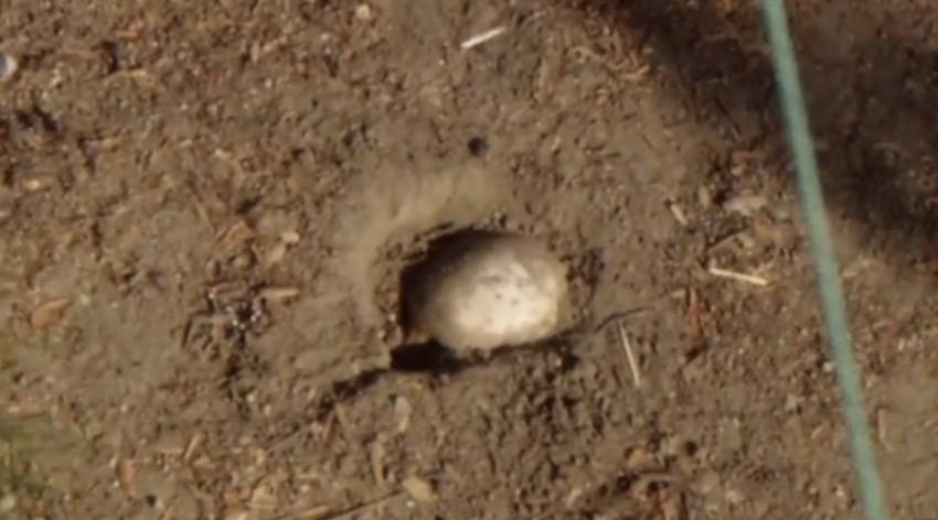 California family finds possible human remains during Easter egg hunt, police say
