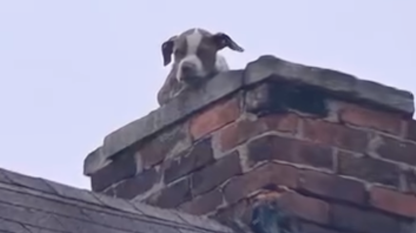 Puppy seen peering out of abandoned house’s chimney rescued by Detroit Fire