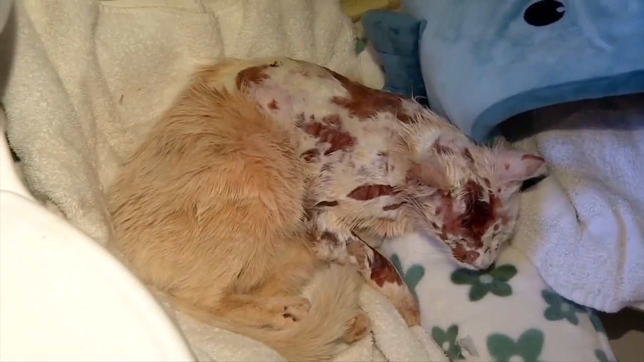 ‘My heart dropped’: 2 stray cats recovering after suffering chemical burns in Miami