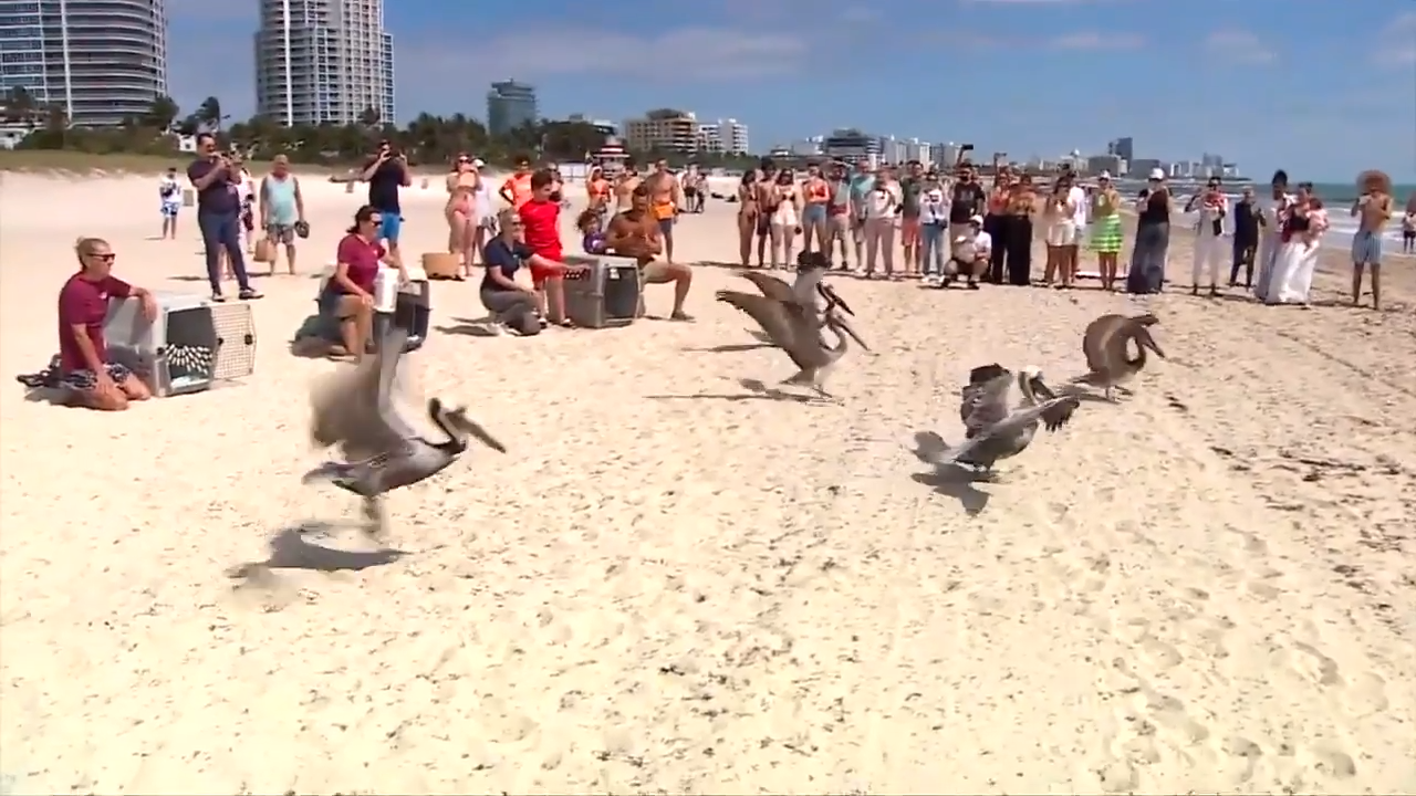5 pelicans released back into wild after undergoing rehab at Pelican Harbor Seabird Station