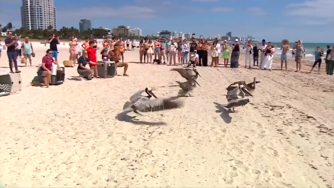 Pelican Harbor Seabird Station releases 5 pelicans back into wild from Miami Beach