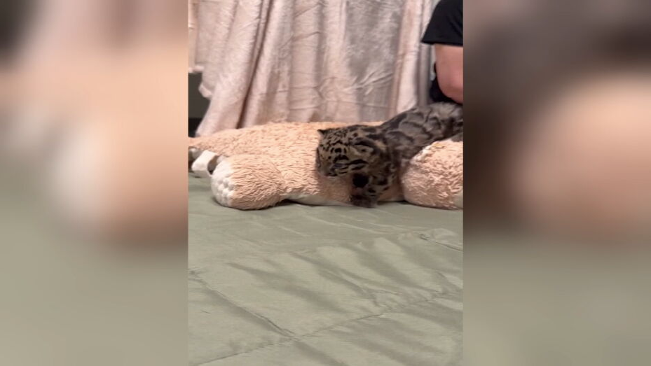 Tennessee zoo welcomes clouded leopard cub