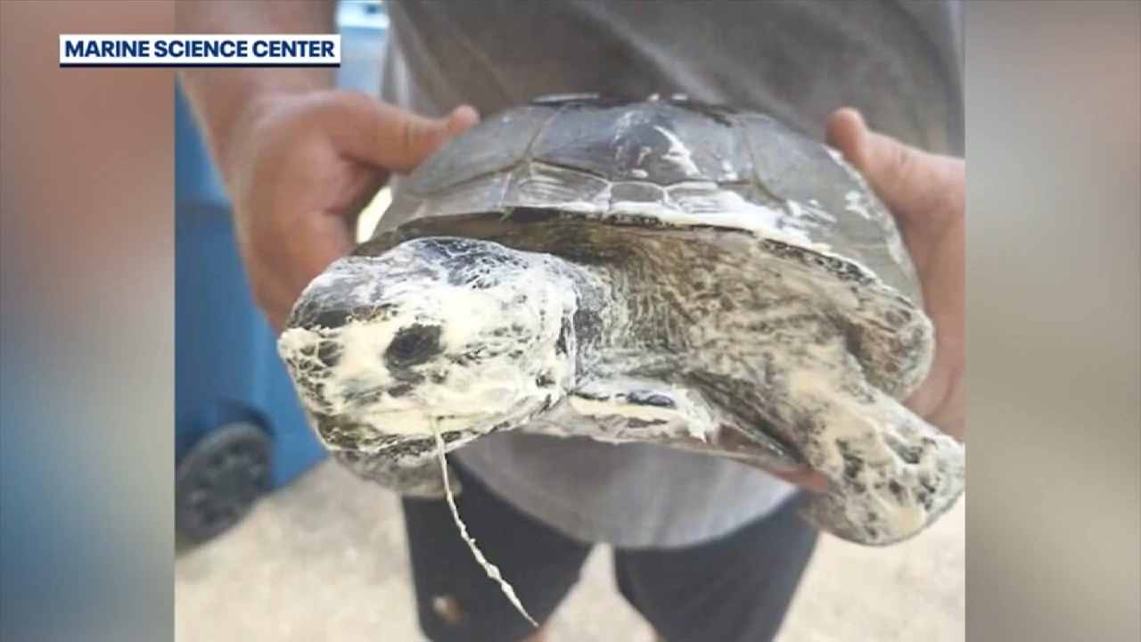 Tortoise rehabilitated after being found sprayed with insulating foam in DeLand