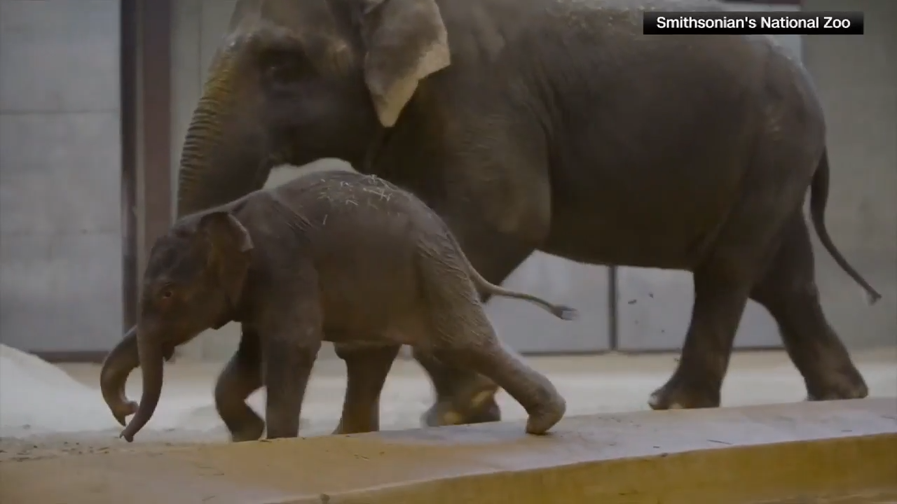 Asian elephant calf makes her public debut at DC’s National Zoo