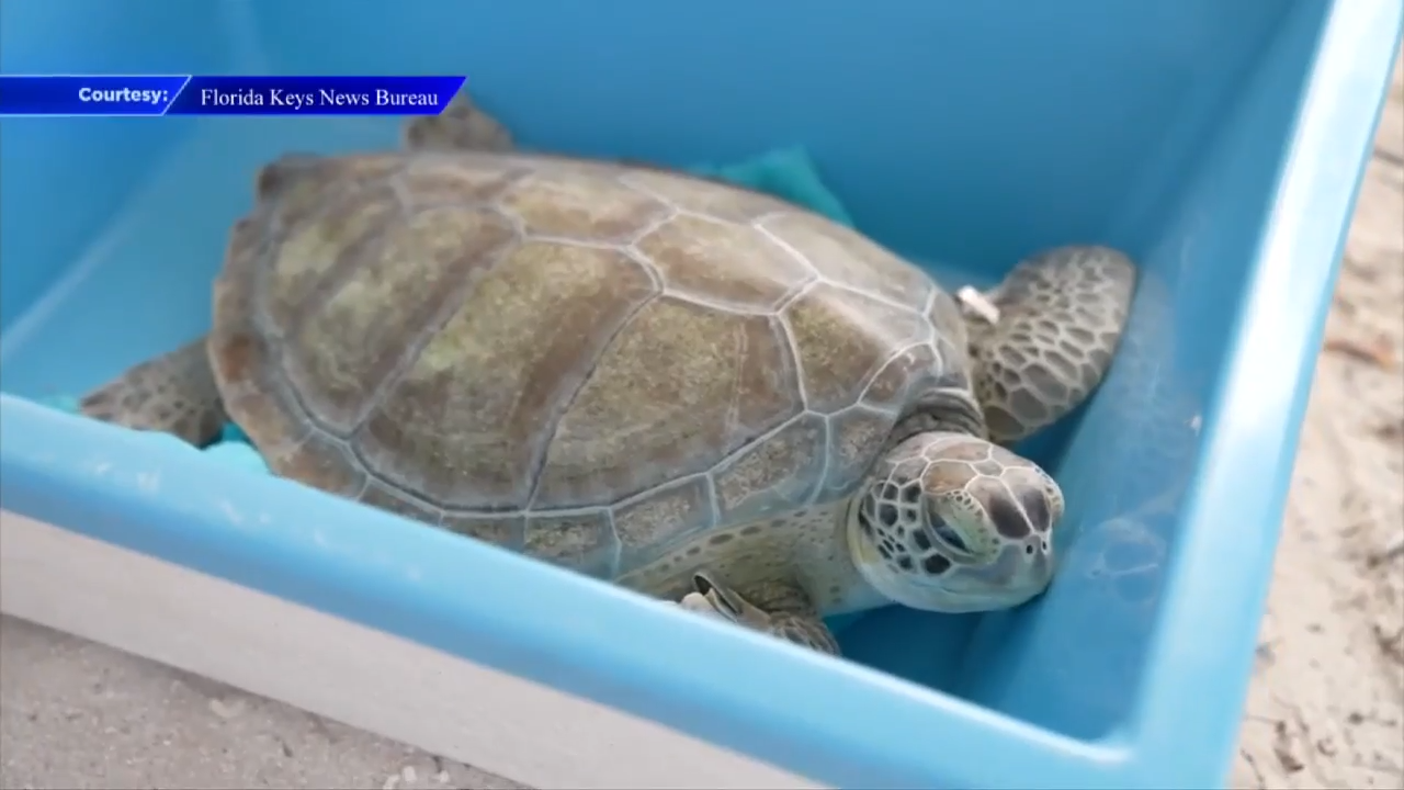 Sea turtle released at Sombrero Beach after being saved by rescuers in bad condition