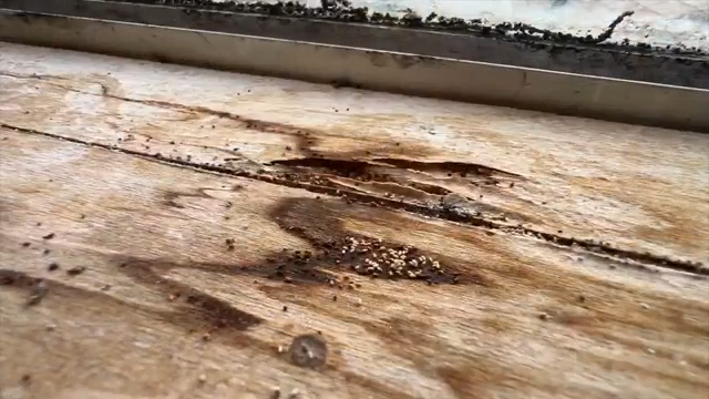 South Florida couple’s termite tenting delayed for months due to neighbor’s clutter
