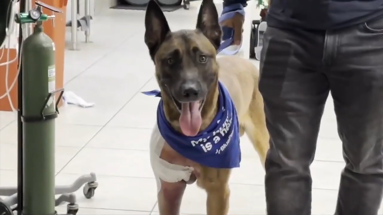 FLPD K-9 released from hospital after successful surgery following on-the-job shooting