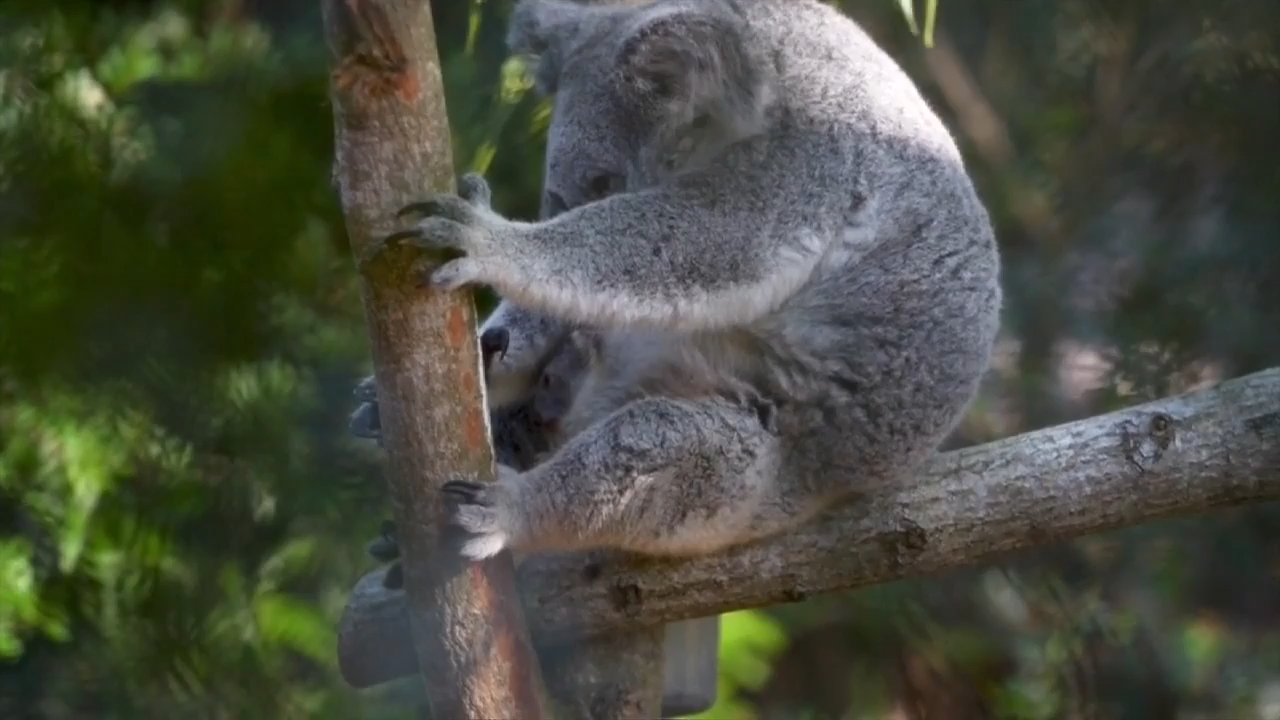 Palm Beach Zoo welcomes baby koala as newly renovated habitat is set to open for visitors