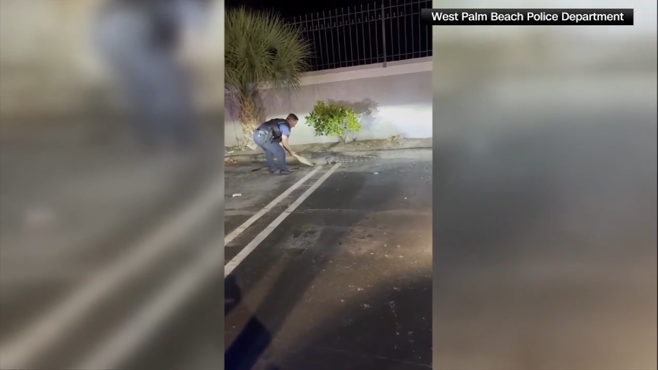 Video shows West Palm Beach officers wrangle alligator barehanded