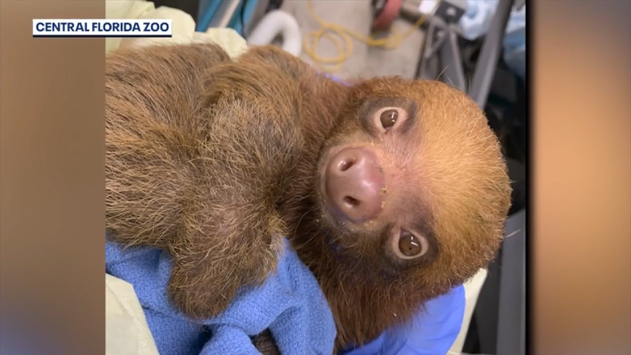 13 donated sloths recovering at Central Florida Zoo near Orlando