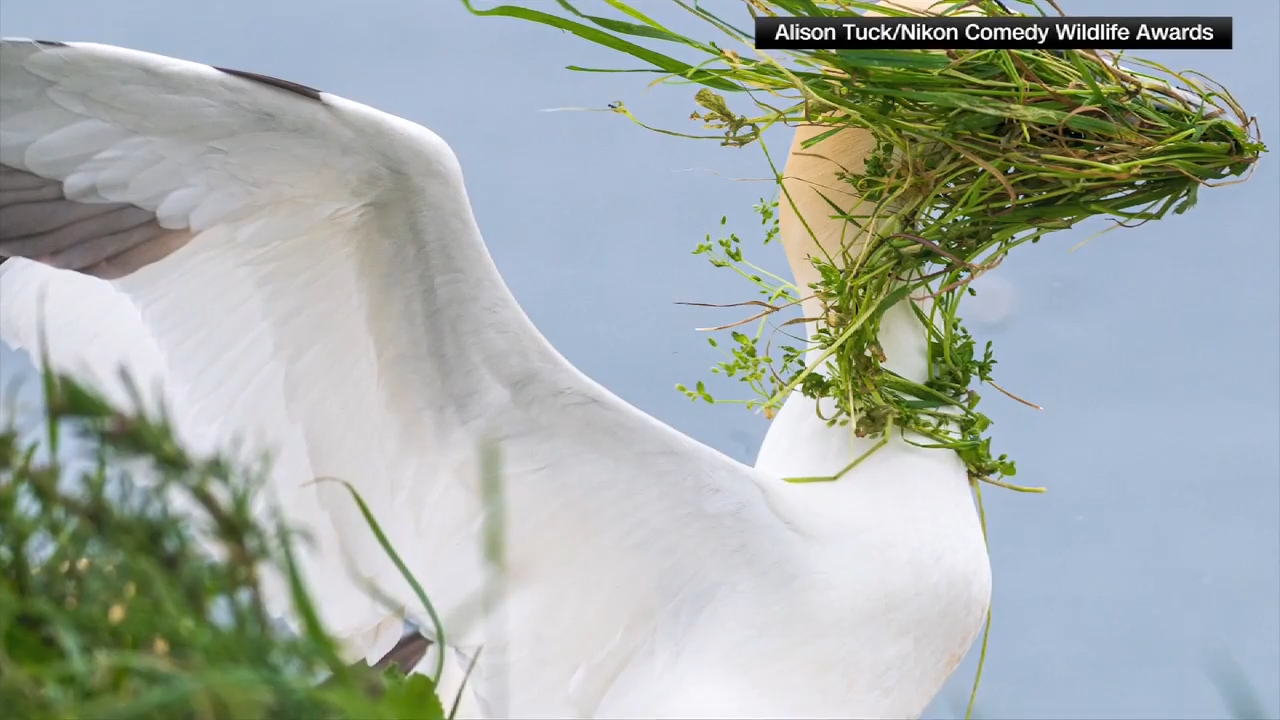 Image of grass-covered gannet wins People’s Choice in Comedy Wildlife Awards