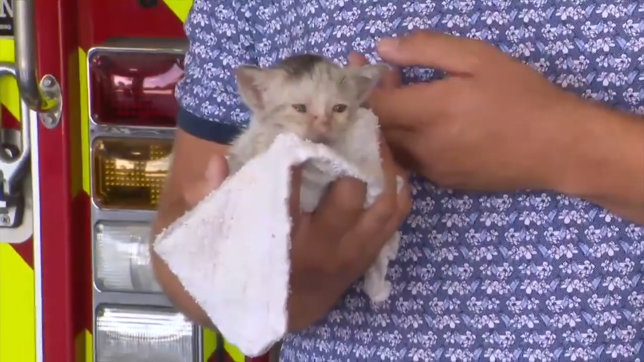 FLFR crews look for forever home for rescued kitten stuck in a storm drain