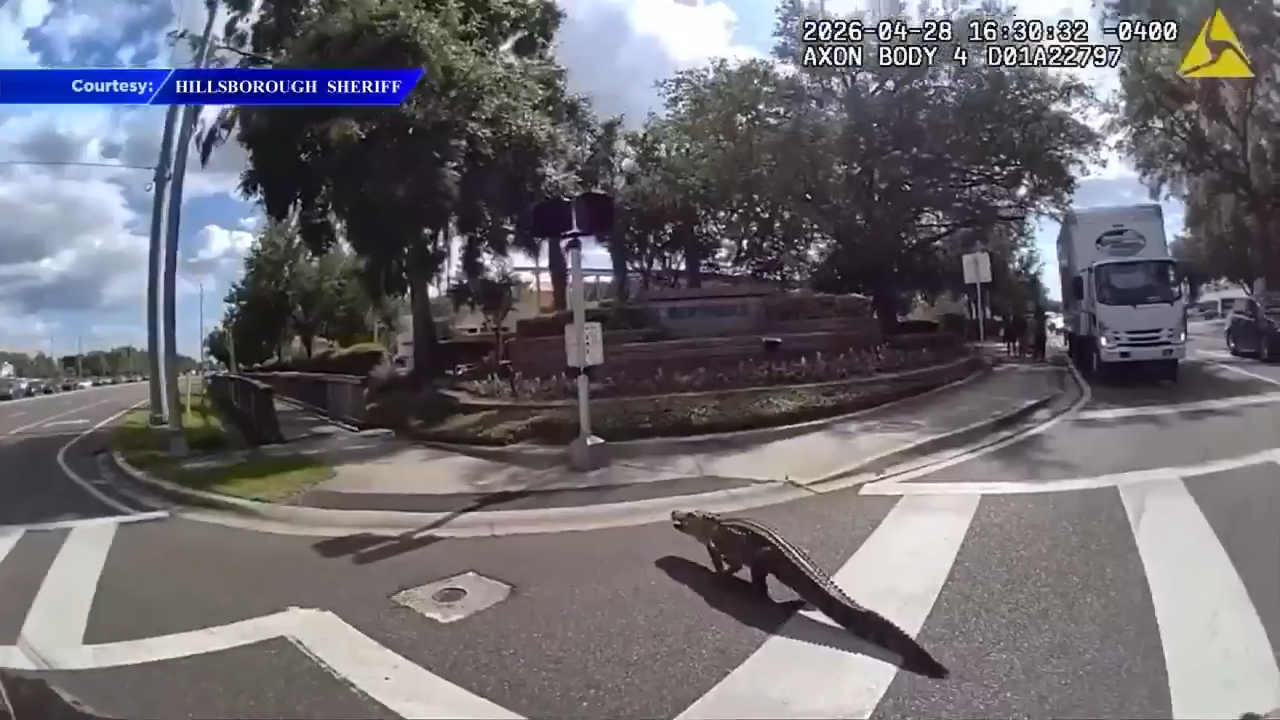 Bodycam video captures gator nudged by deputy and trapper across busy Tampa road