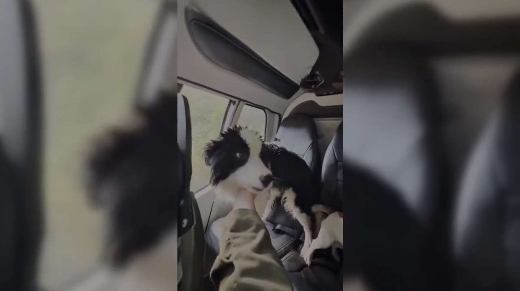 Lost Dog Reunited with Owner After Dramatic Rescue in New Zealand