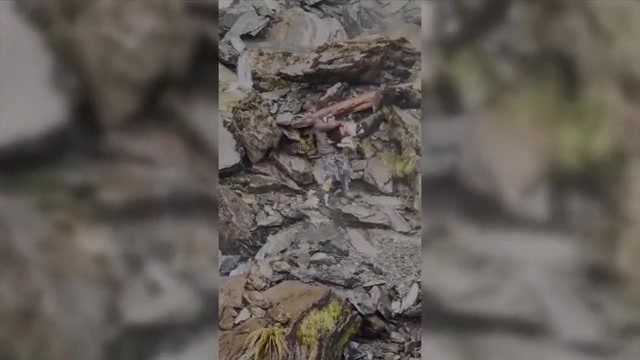 Lost dog reunited with owner one week after the owner fell down a waterfall in New Zealand