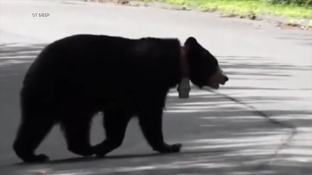 Video captures bear taking bag of potato chips off porch in Connecticut