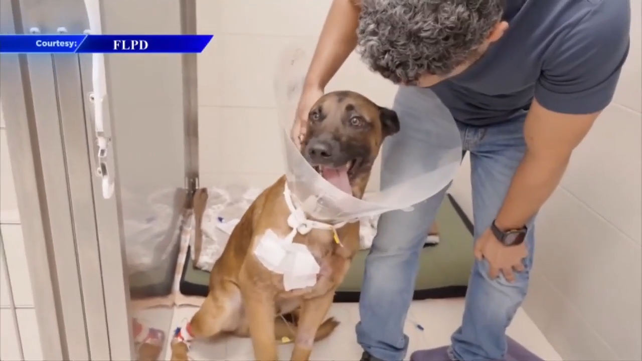 FLPD K-9 on the road to recovery after being shot during pursuit of suspected burglar; 911 call reveals new details
