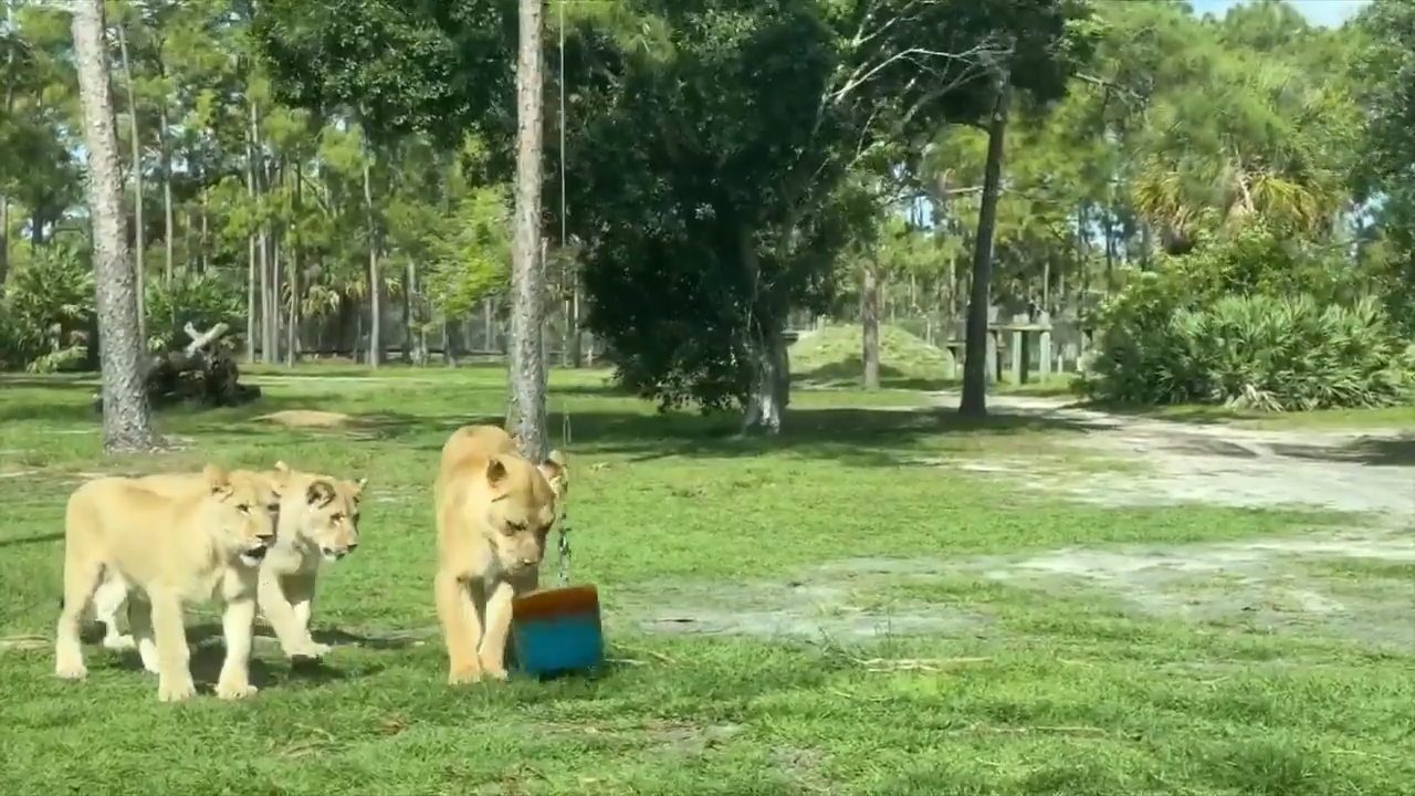 2 lions at Lion Country Safari in Palm Beach celebrate their 1st birthday