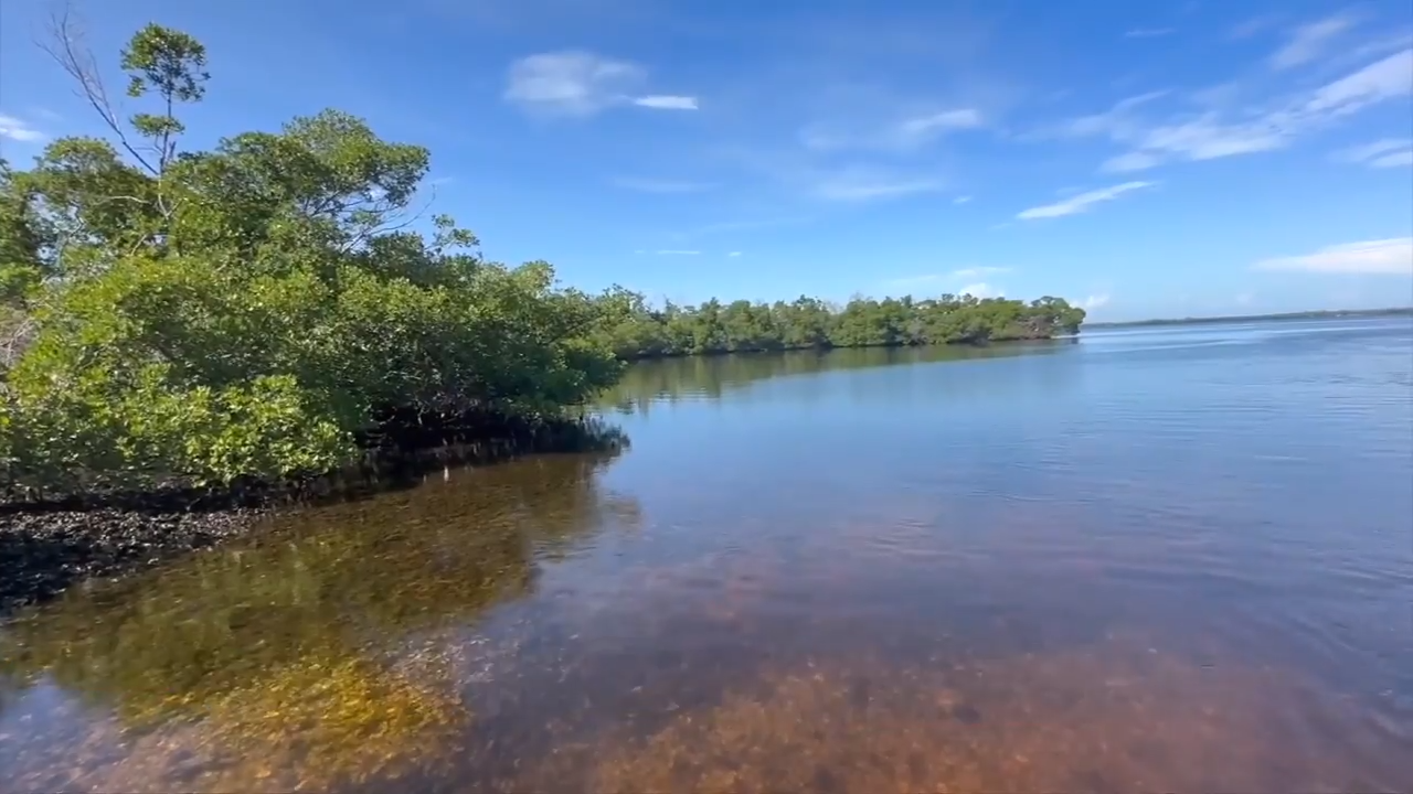 Volunteers adopt mangroves in Sanibel to help foster vital South Florida ecosystem