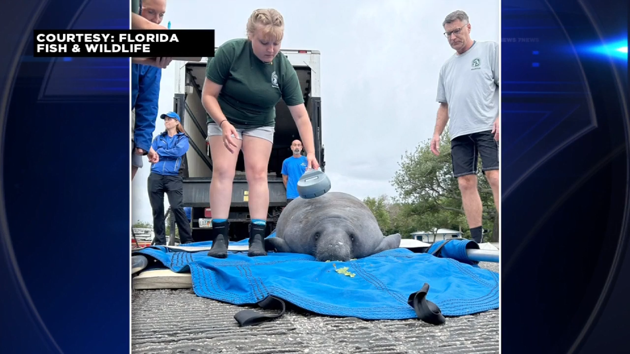 Manatee found in Melbourne Beach storm drain released into wild after months of rehabilitation