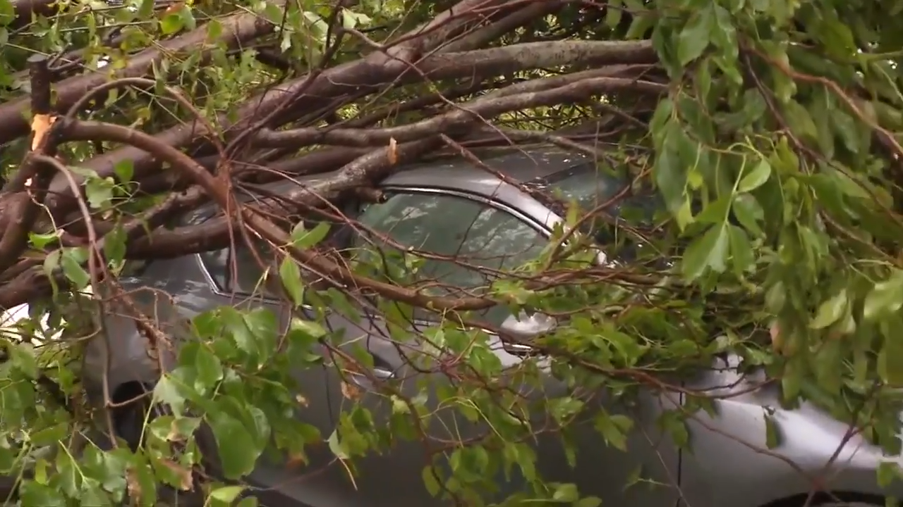 Tree falls onto family car in NW Miami-Dade as strong storms sweep across South Florida