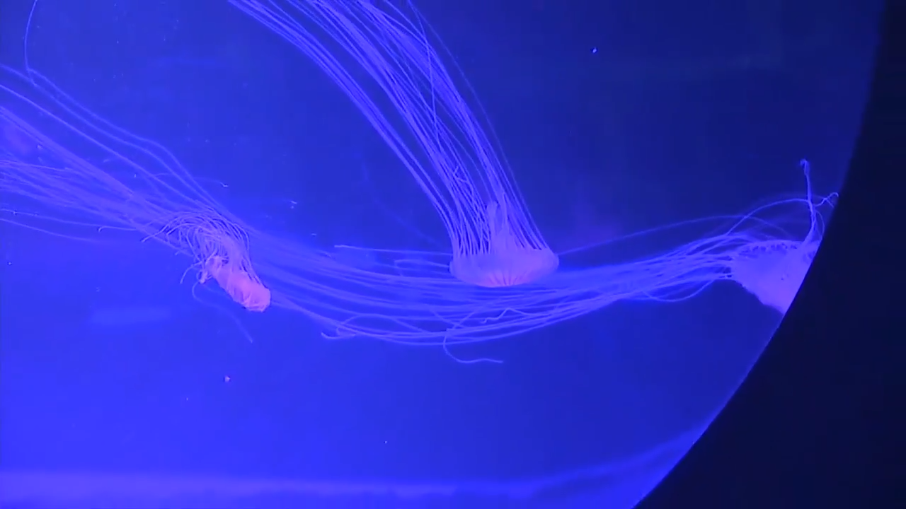 One of a kind jellyfish museum in Broward brings mesmerizing ocean animals up close