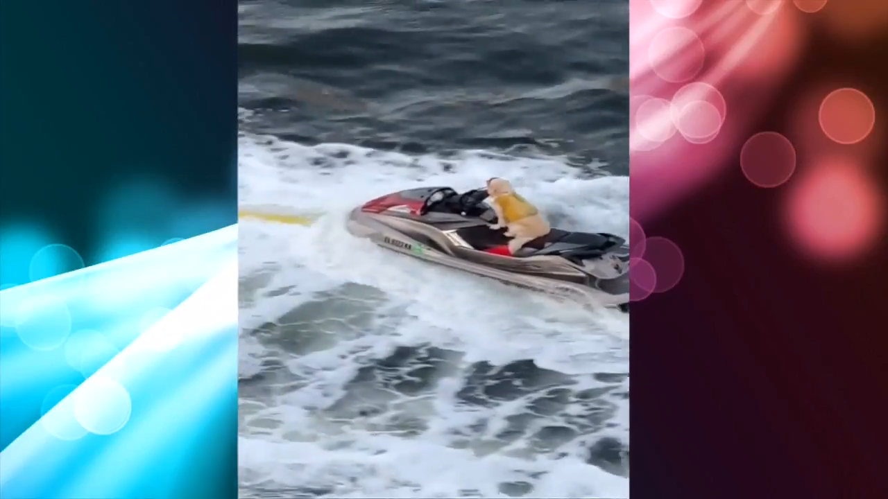 Dog in Fort Lauderdale seen riding along river on a jet ski