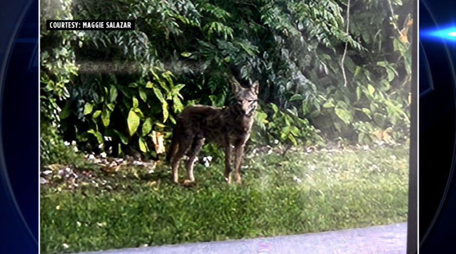 Coyote sightings in Palmetto Bay spark concerns among residents