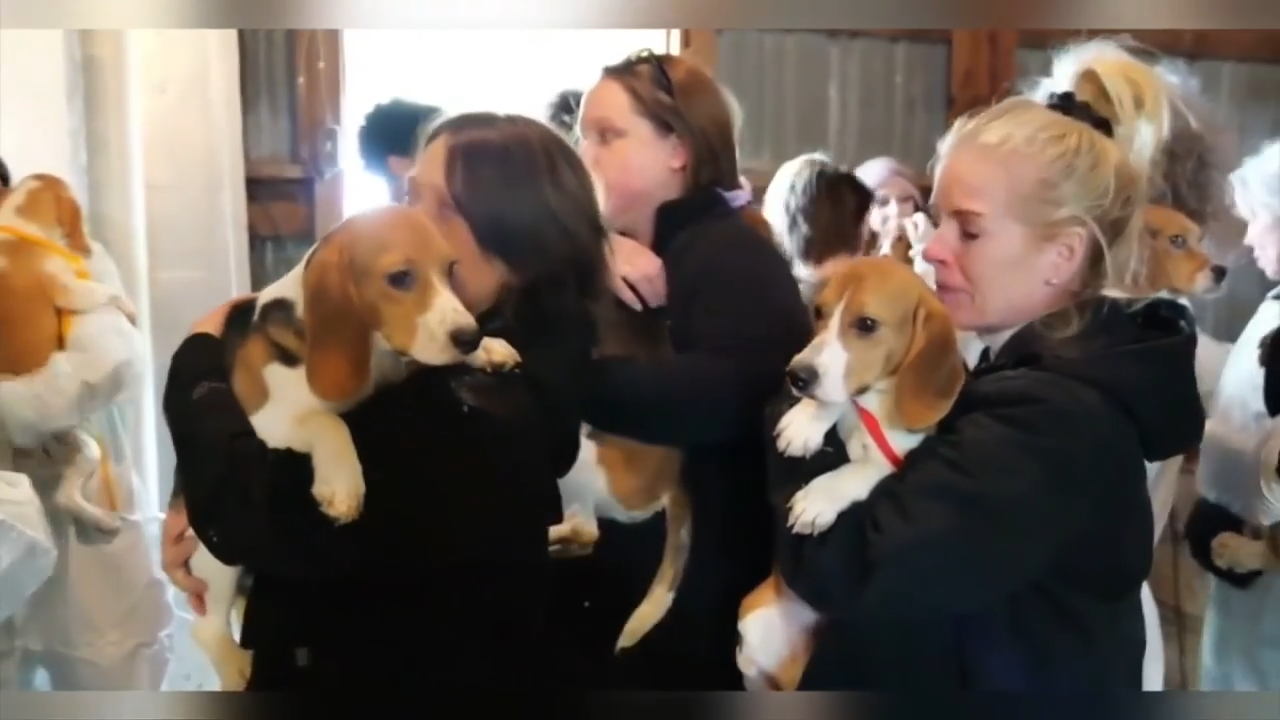 1,500 beagles will get new lives, warm laps after release from research facility