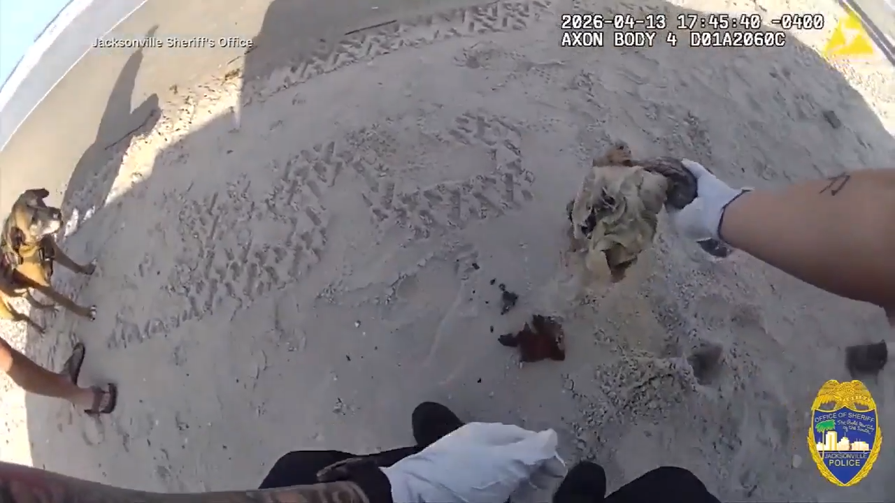 wsvn.com - Matthew Garcia - Retired K-9 uncovers buried marijuana stash on beach in Jacksonville - WSVN 7News | Miami News, Weather, Sports | Fort Lauderdale