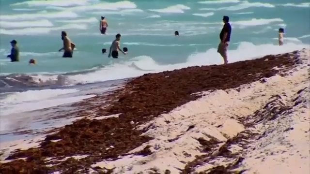Researchers reveal new findings on utilizing sargassum as a potential food source