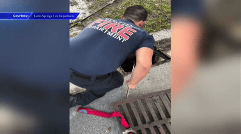 Coral Springs fire crews save trapped ducklings in storm drain - WSVN ...
