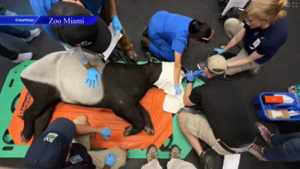 Malayan tapir recovering at Zoo Miami after undergoing CT scan for fluctuations in appetite, weight