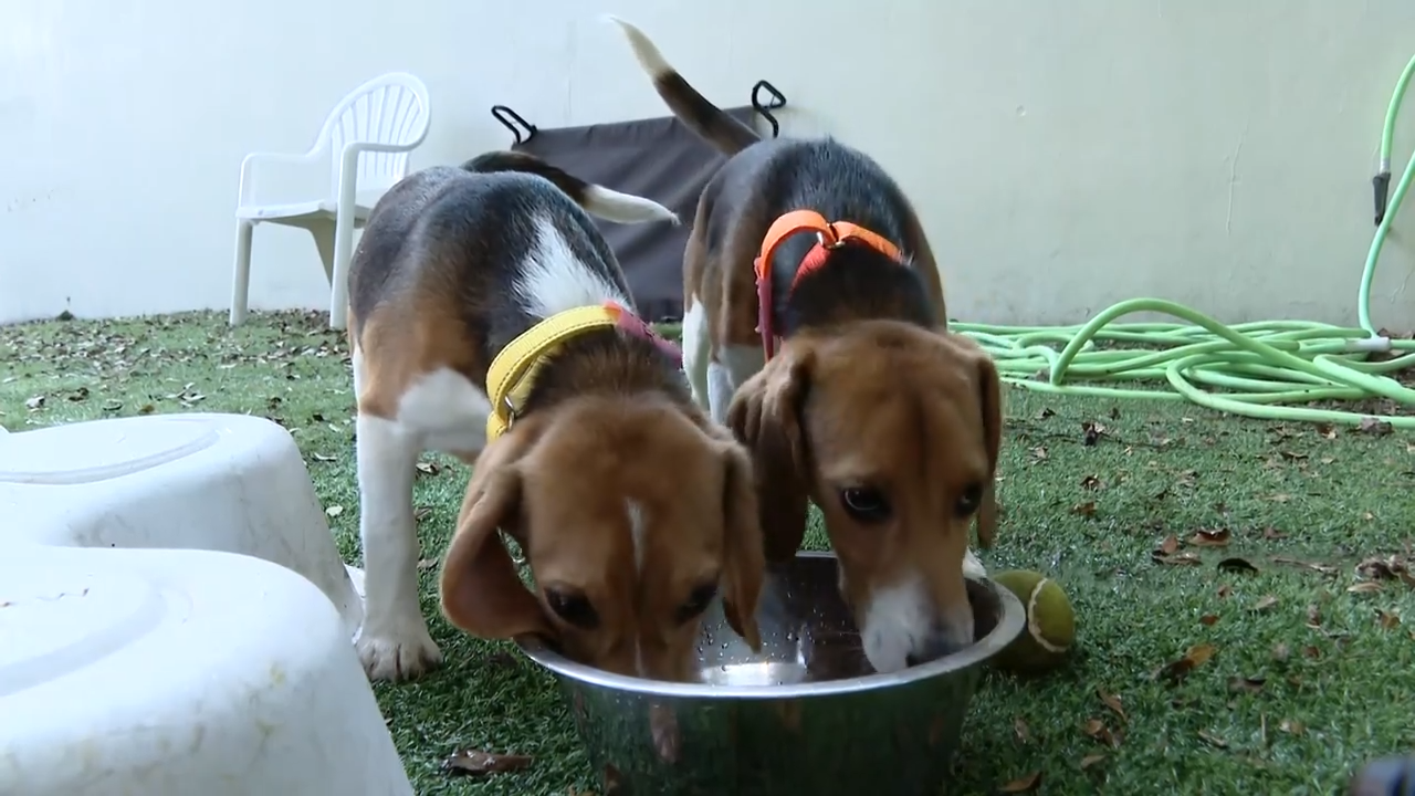 15 beagles ready to find forever home after arriving at Saving Sage Animal Rescue in Lauderhill