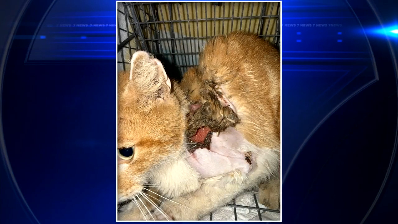 Cat doused with chemicals recovering at animal hospital after being found by good Samaritan