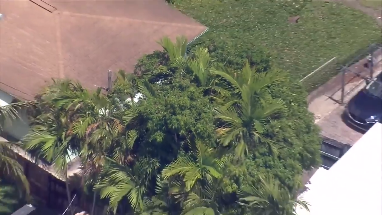 Elderly landscaper dead after being shocked by power line while picking mangoes in Fort Lauderdale
