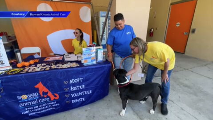 Broward County Animal Care brings free pet adoptions in Dania Beach