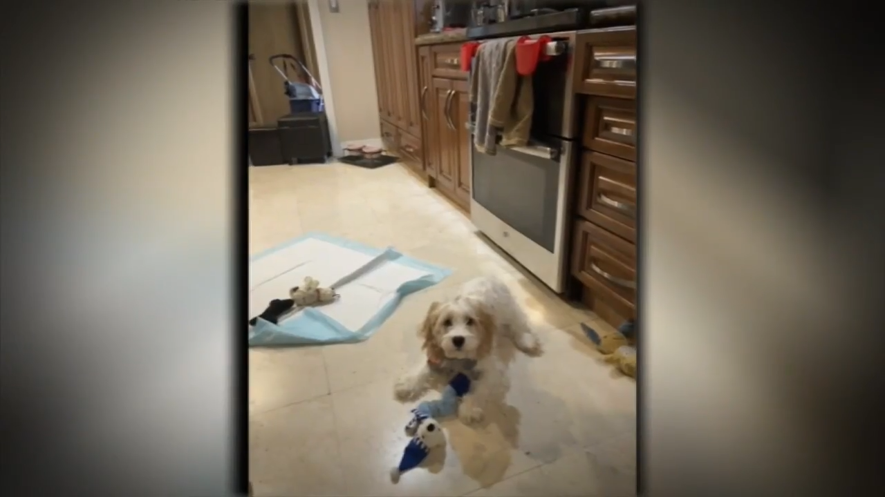 New puppy comes home sick