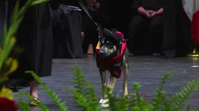 Dog saved by Iowa State vet students and doctors surprises everyone at commencement