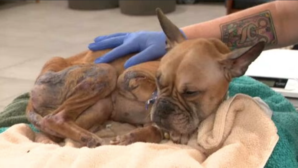 French bulldog mix on the mend after being abandoned behind Walmart in Fort Lauderdale