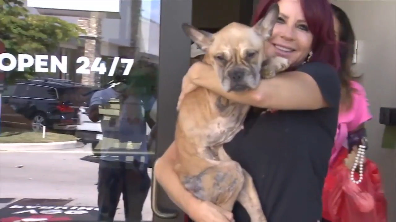 French bulldog mix makes miraculous recovery, released from animal hospital after being found in dire state