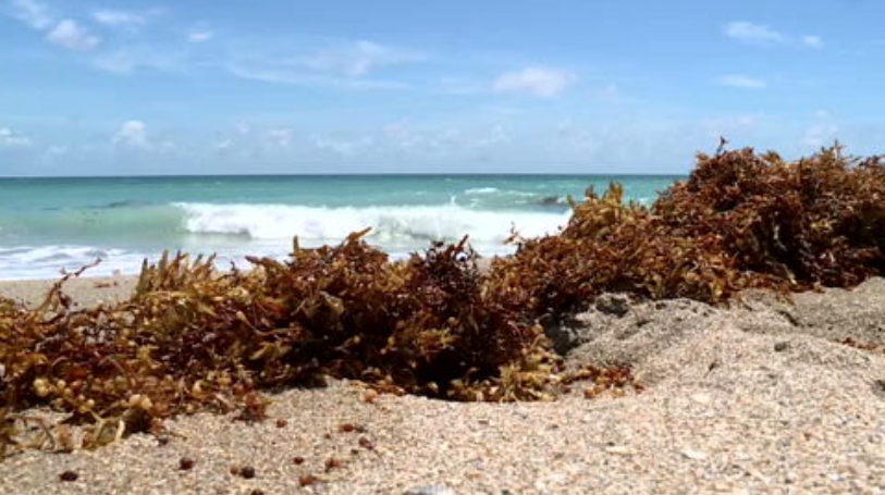 Sargassum seaweed invades Martin Beach; experts warn potential risks