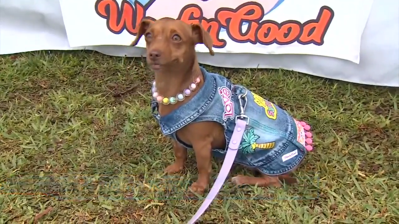 Adoptable dogs score big at Miami-Dade puppy soccer tournament in Haulover Park
